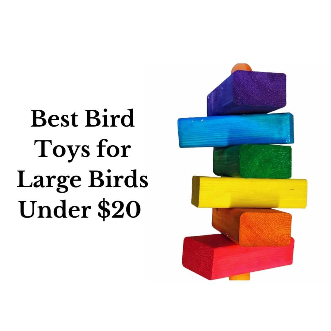 Best Bird Toys for Large Birds Under $20
