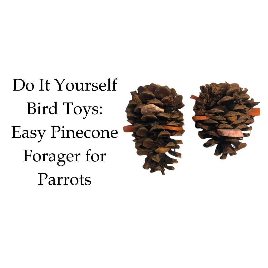 Do It Yourself Bird Toys: Easy Pinecone Forager for Parrots