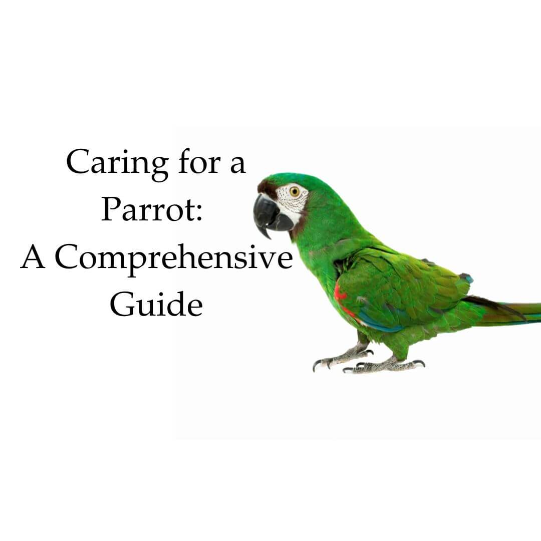 Caring for a Parrot