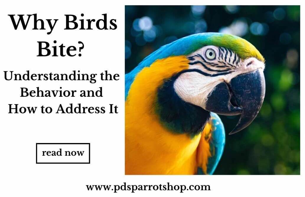 why birds bite?