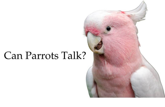 can parrots talk