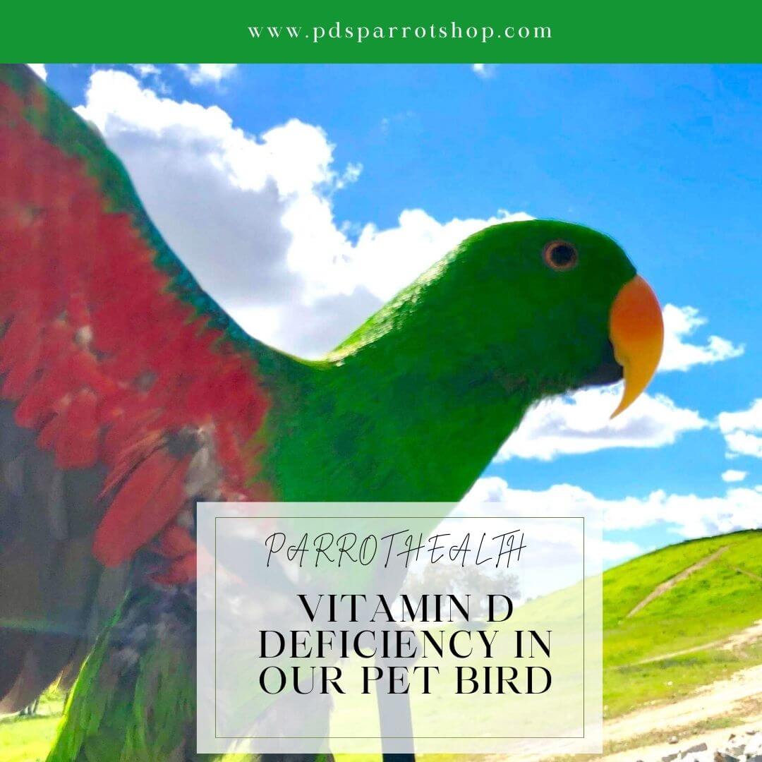 Eclectus parrot outside in sunlight