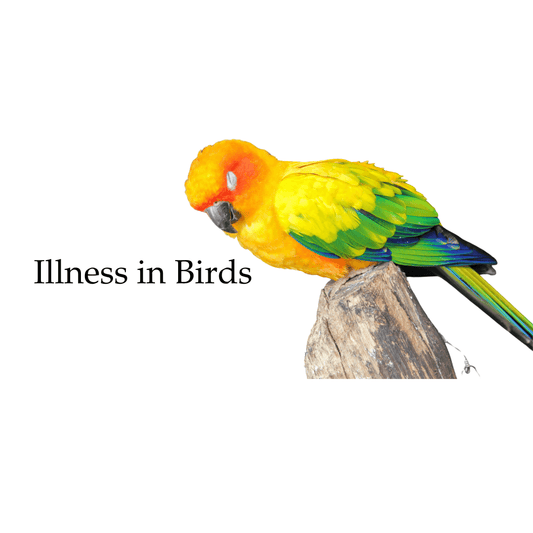 Illness in Birds