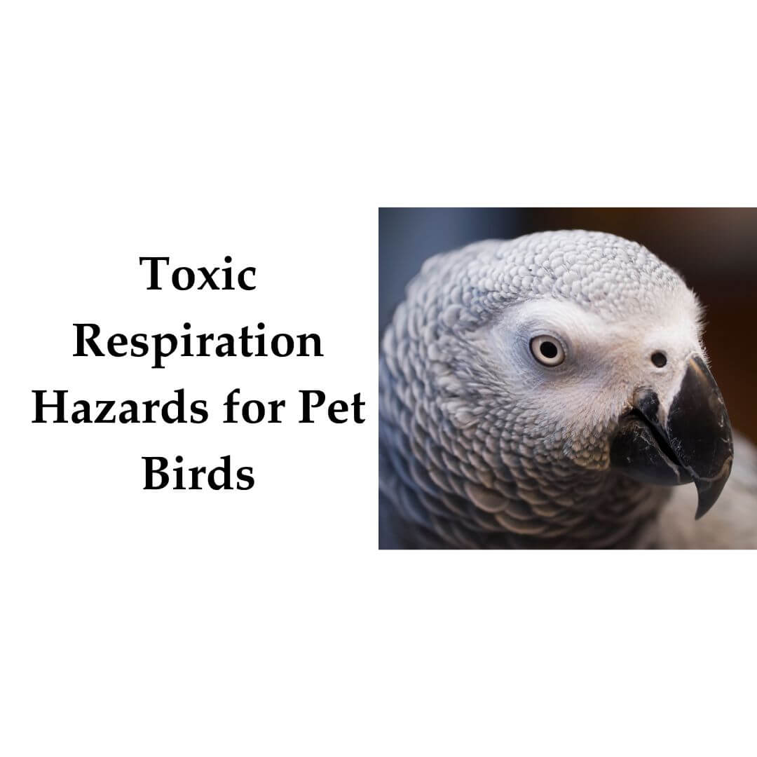 Common Enclosure Hazards For Parrots Reference: Toxic Respiratory Hazards For Birds