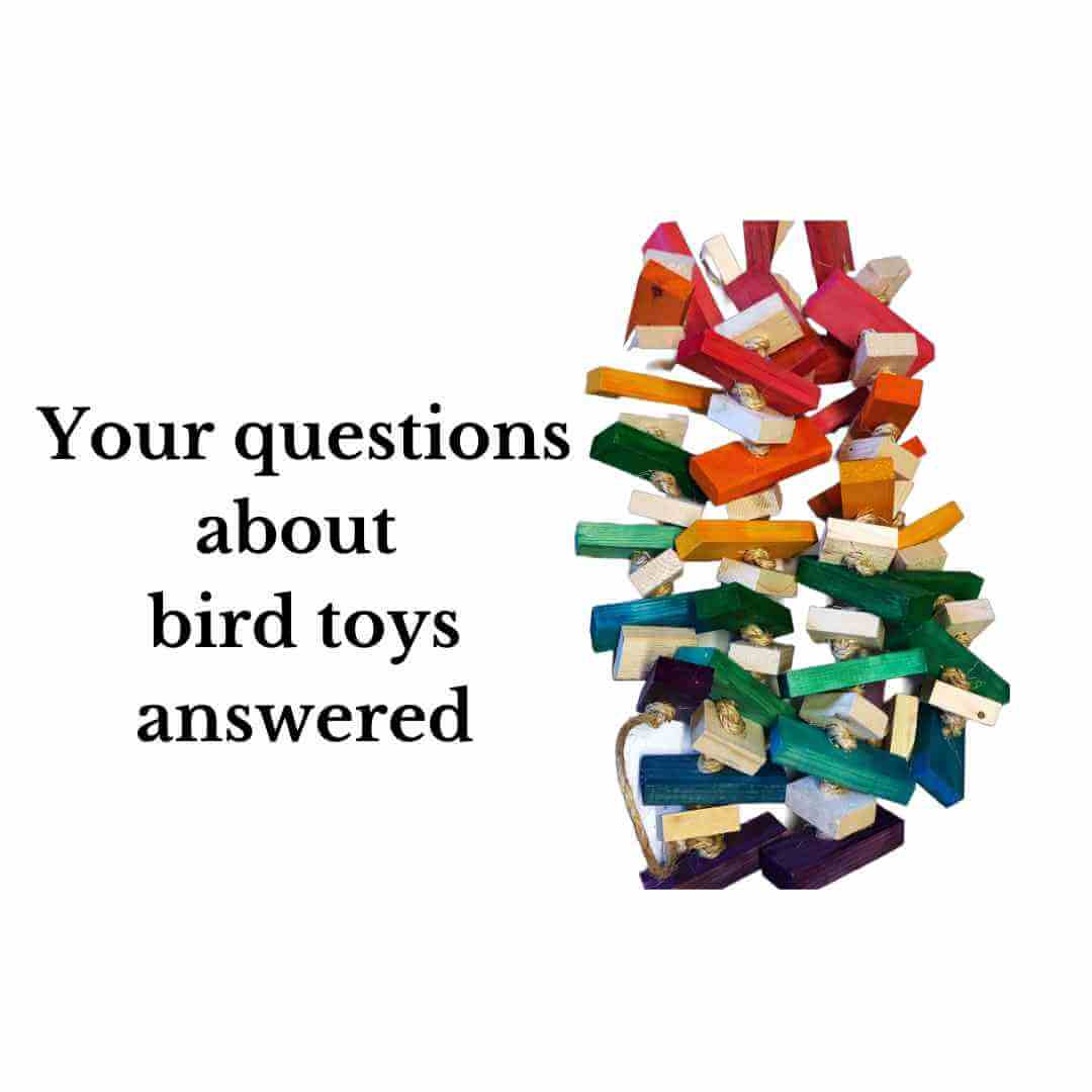 your questions about bird toys answered.