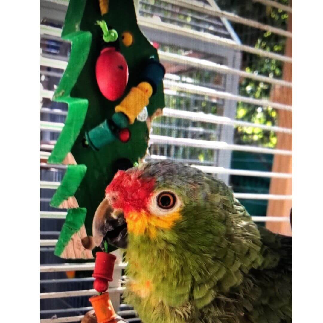 christmas tree bird toy