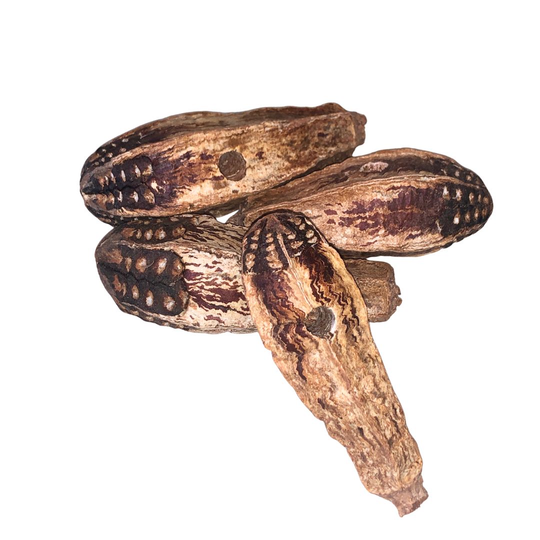 Mahogany Pods for bird toys