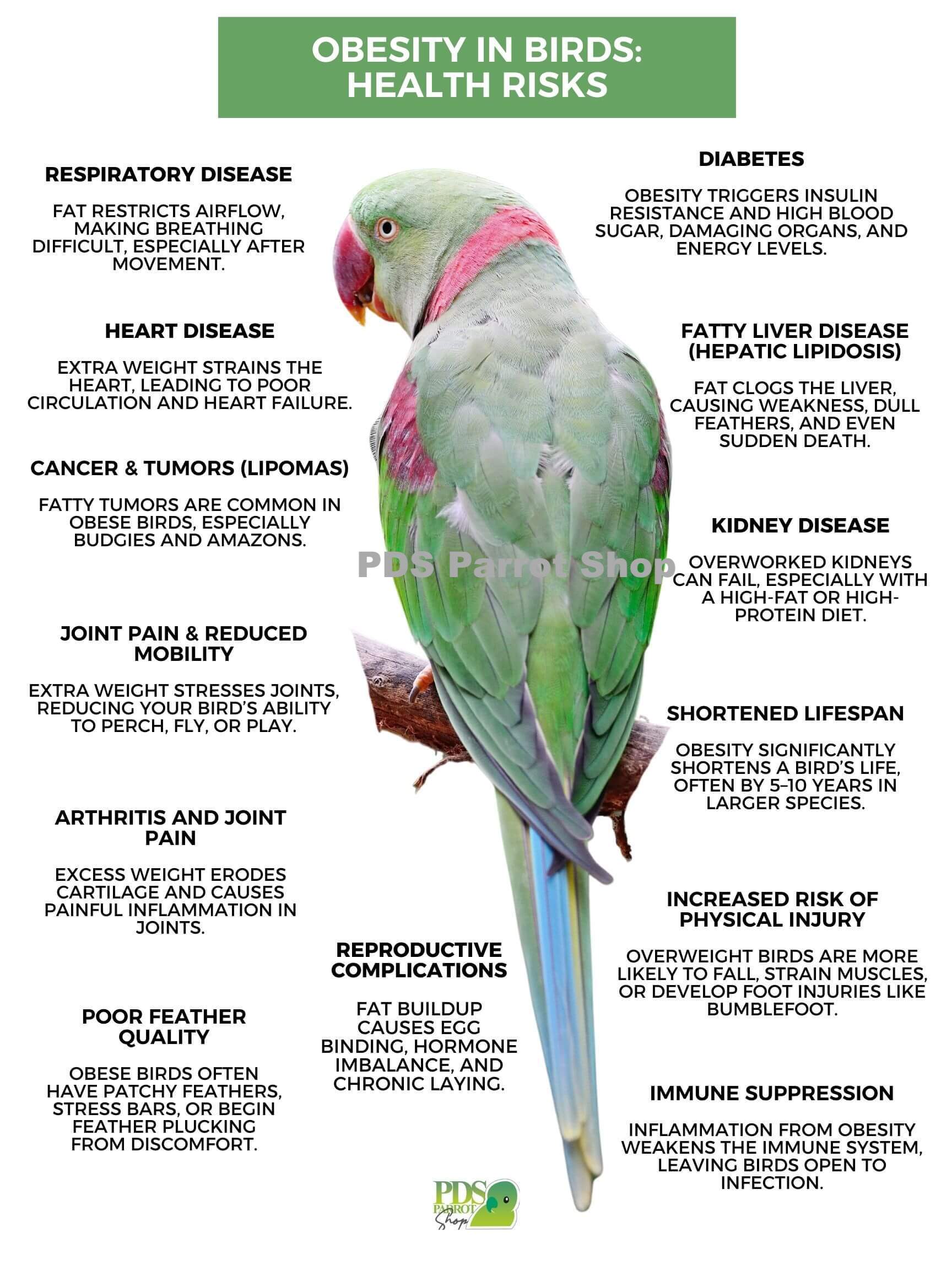 Bird on a branch with text about obesity health risks in birds