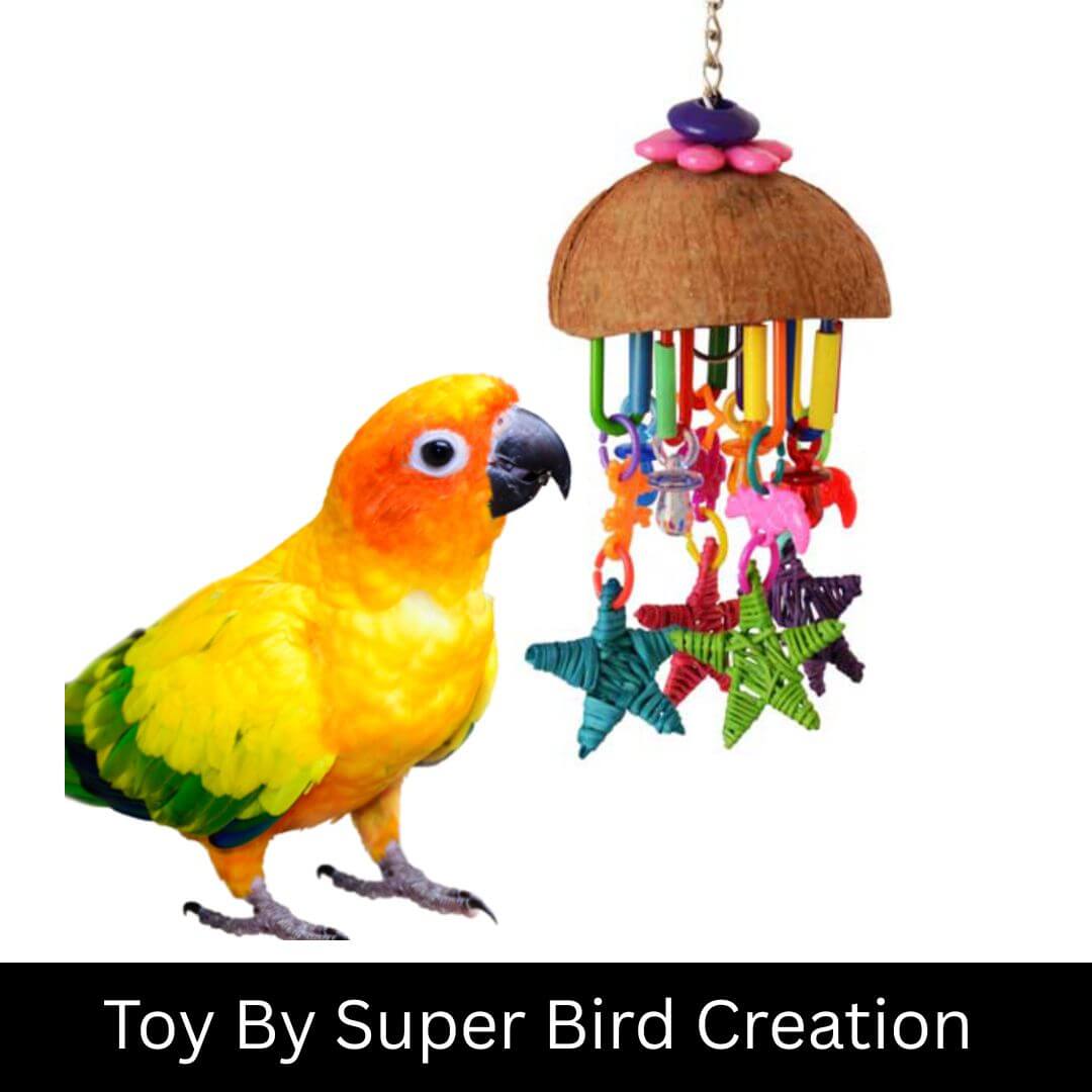 seeing stars bird toy