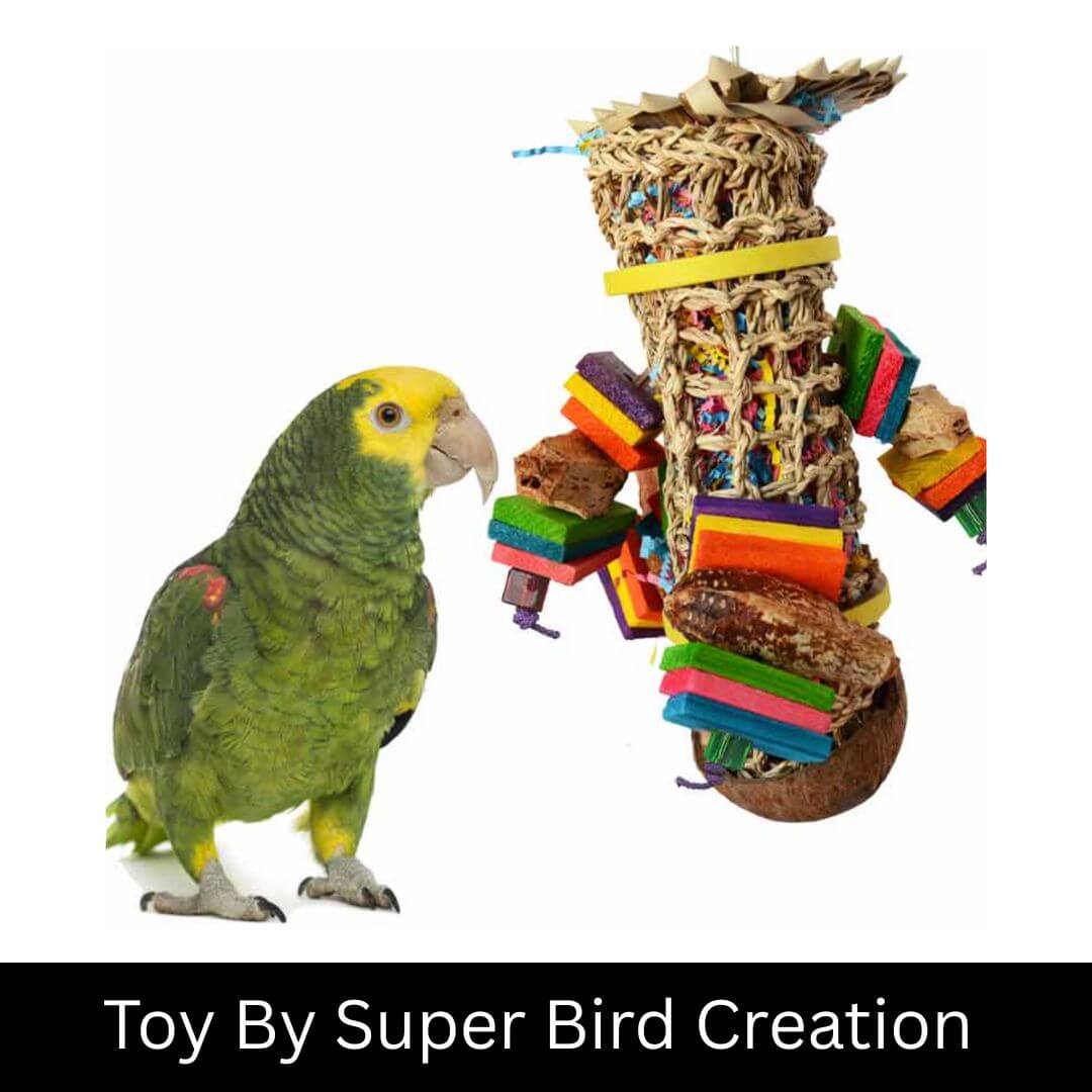 Parrot interacting with a colorful bird toy on a white background, labeled 'Toy By Super Bird Creation'.
