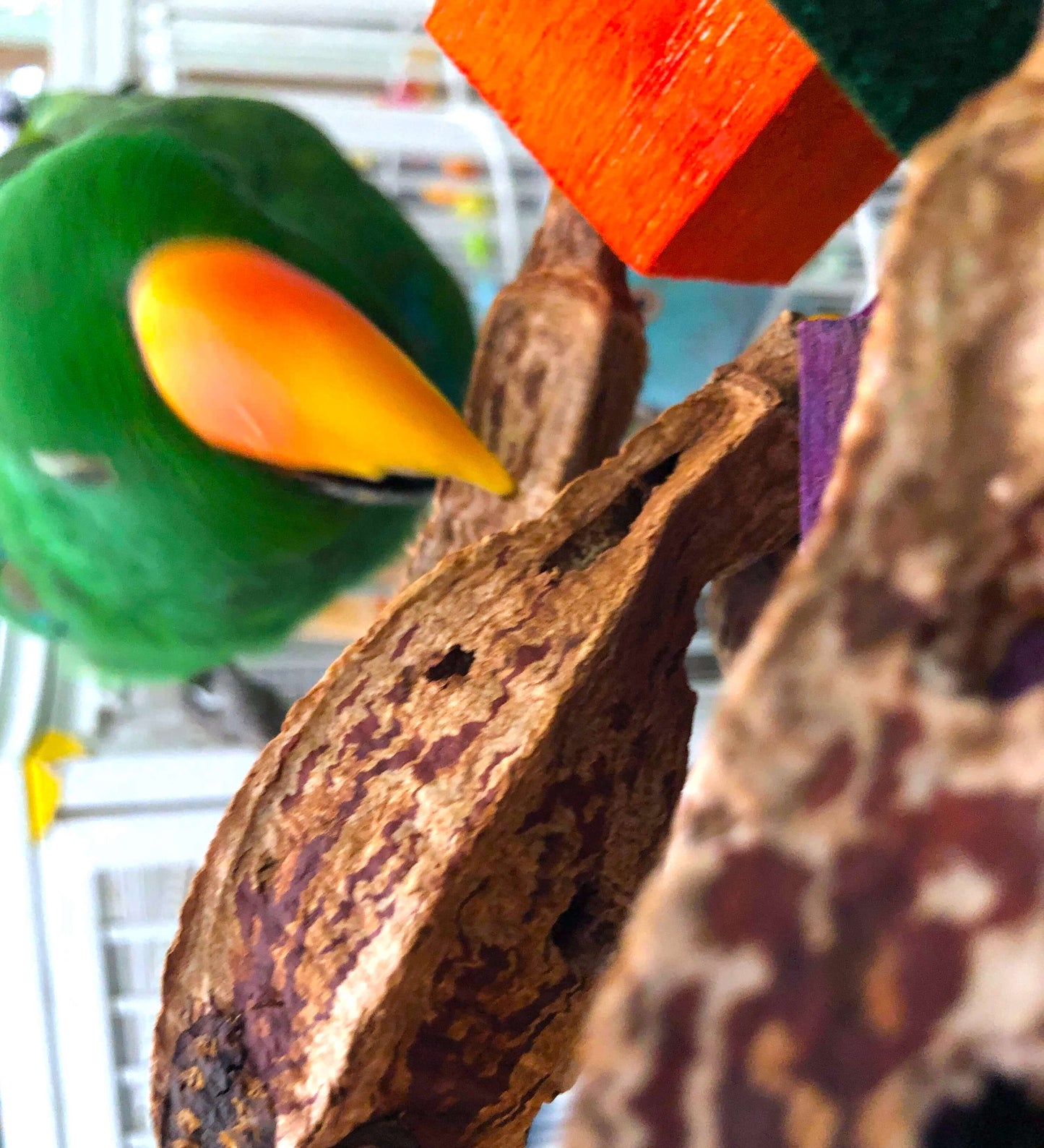 Pods with balsa toy being played with parrot