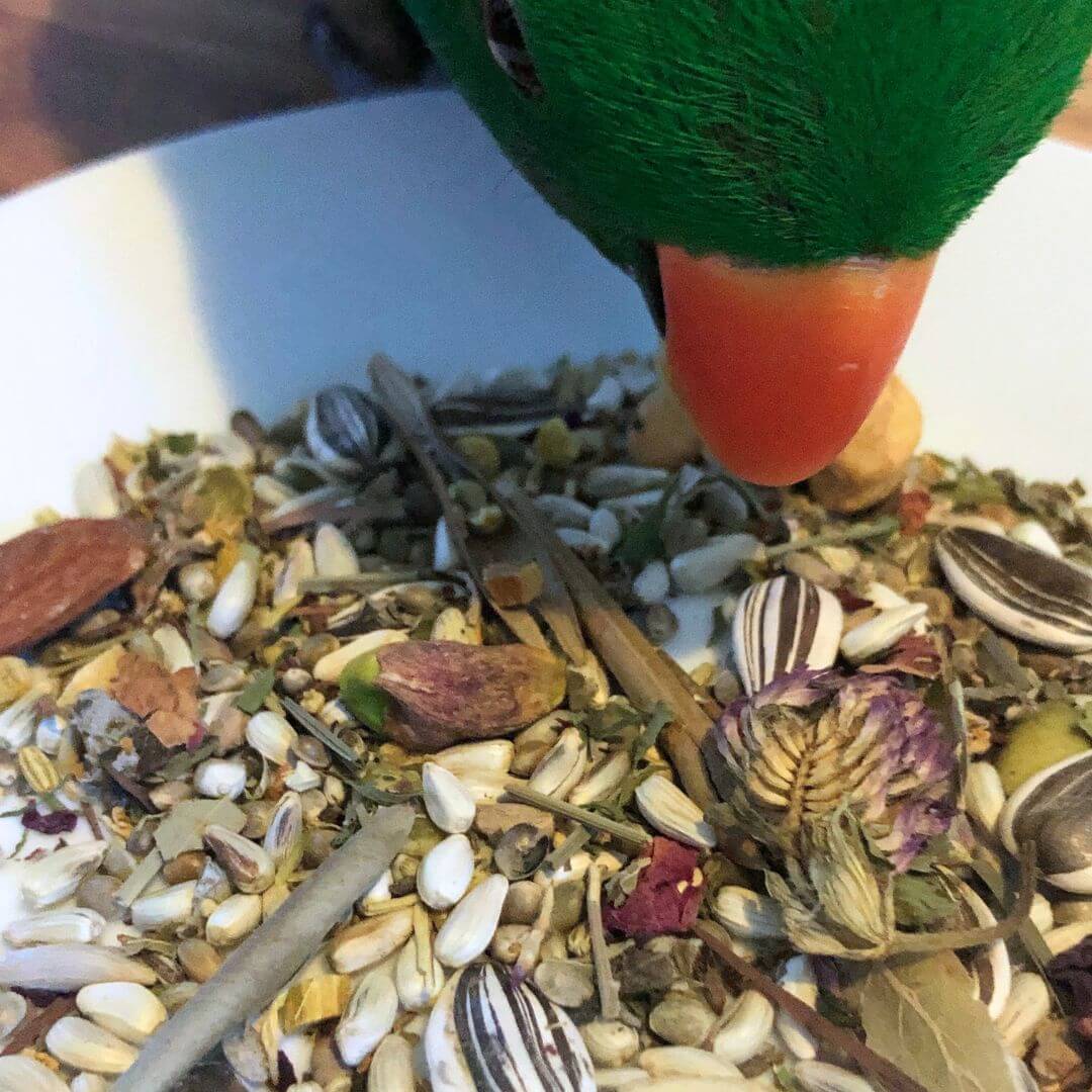 bird seed mix with parrot