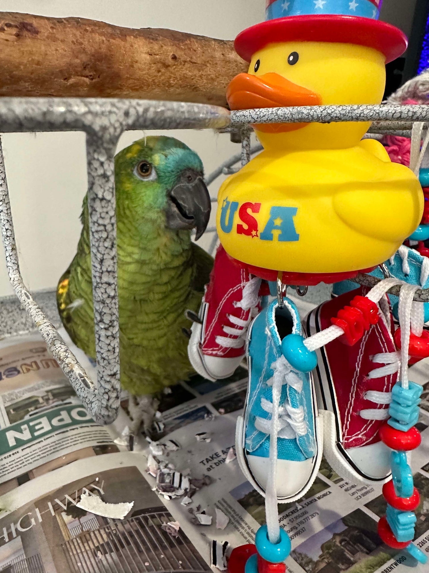 amazon playing with duck bird toy with shoes