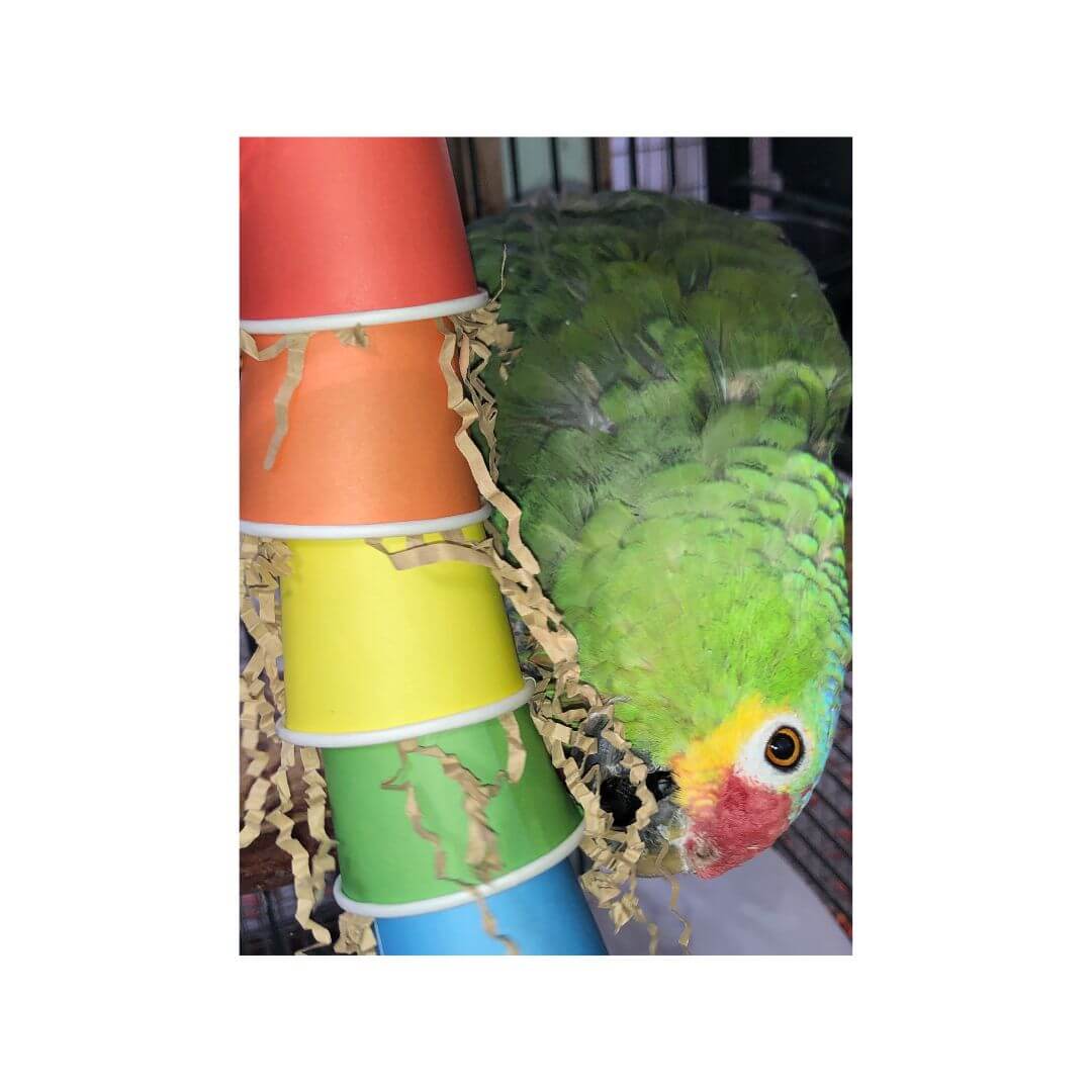 Green parrot interacting with colorful paper cups on a white background