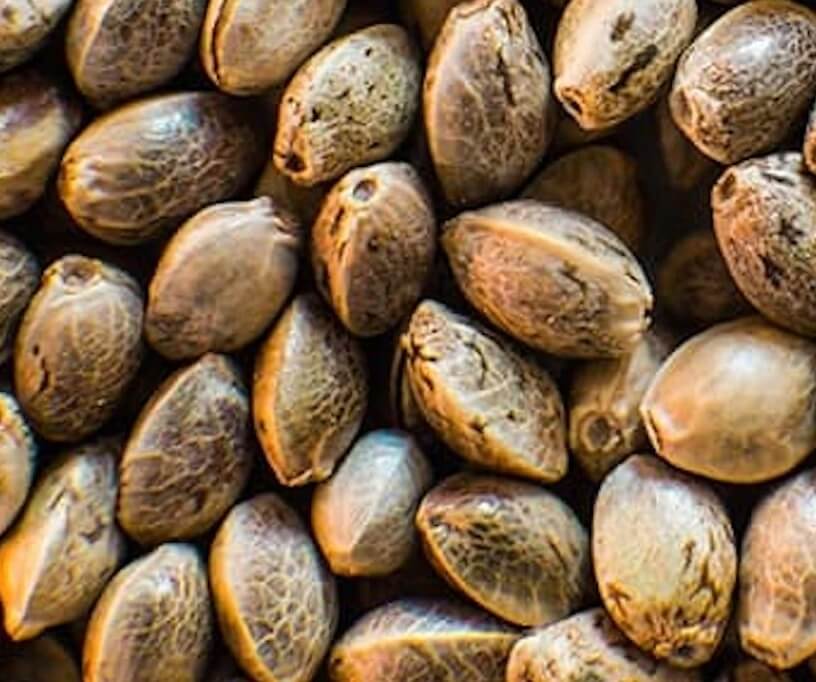 Close-up of hemp seeds with a focus on texture and color.