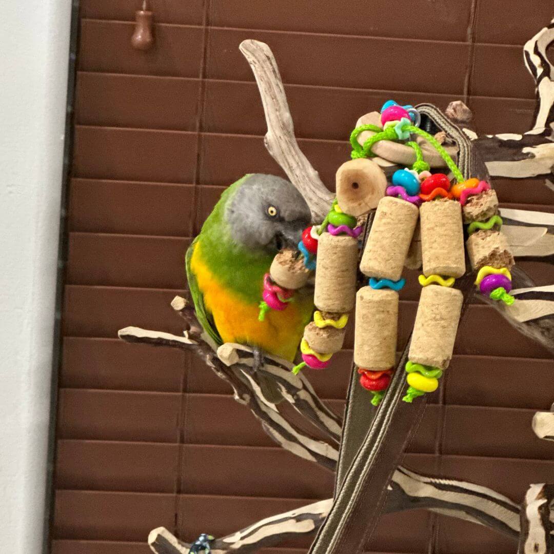bird playing with bird toy