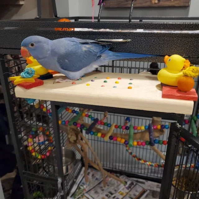 Cute bird playing on perch
