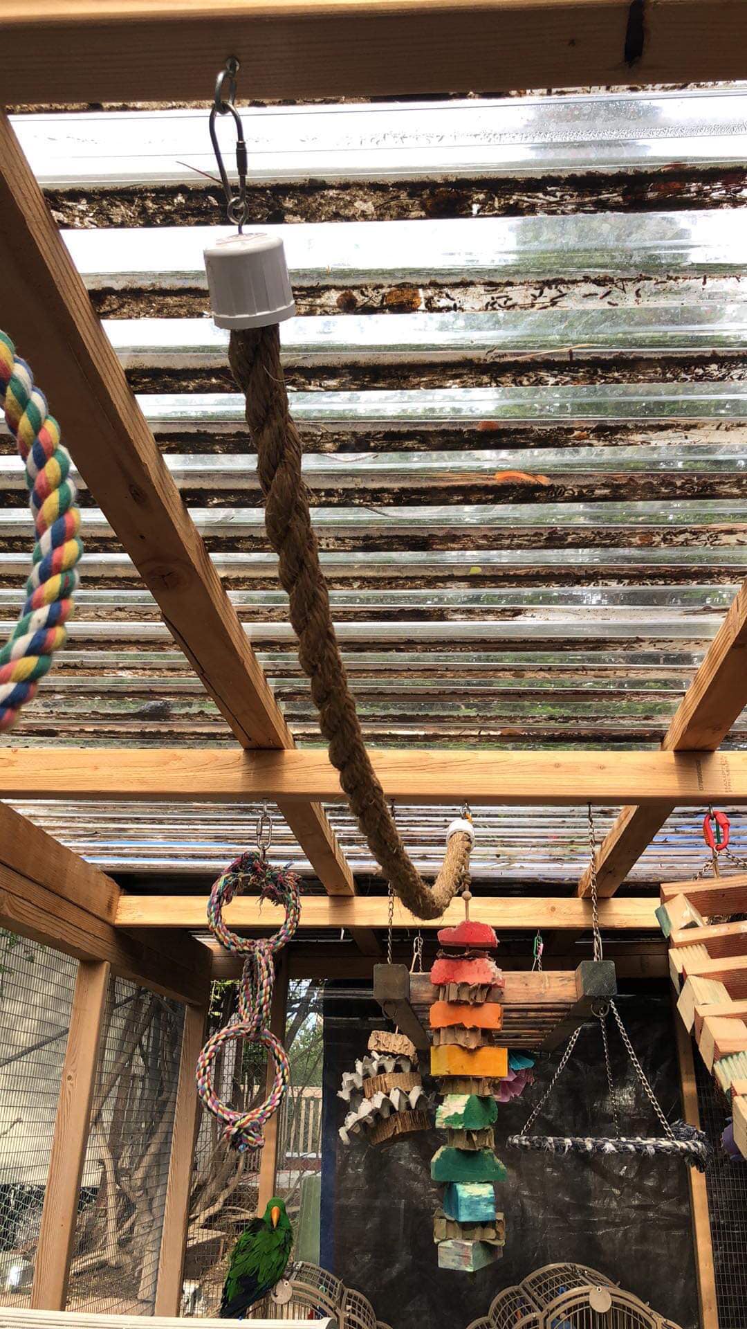 A hemp rope bird perch with PVC ends, suspended between two wooden structures, with multiple birds perched and flying around it.