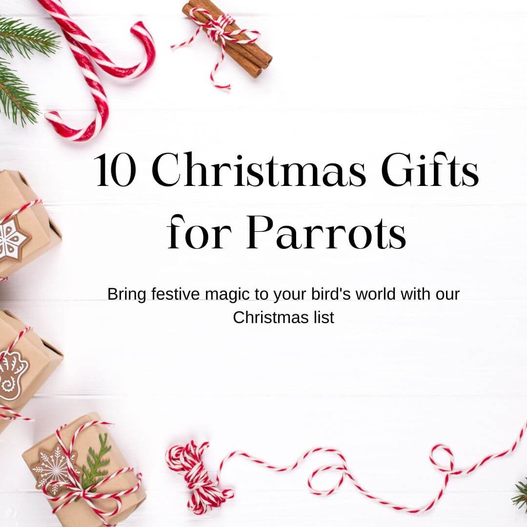 10 christmas gifts for parrots