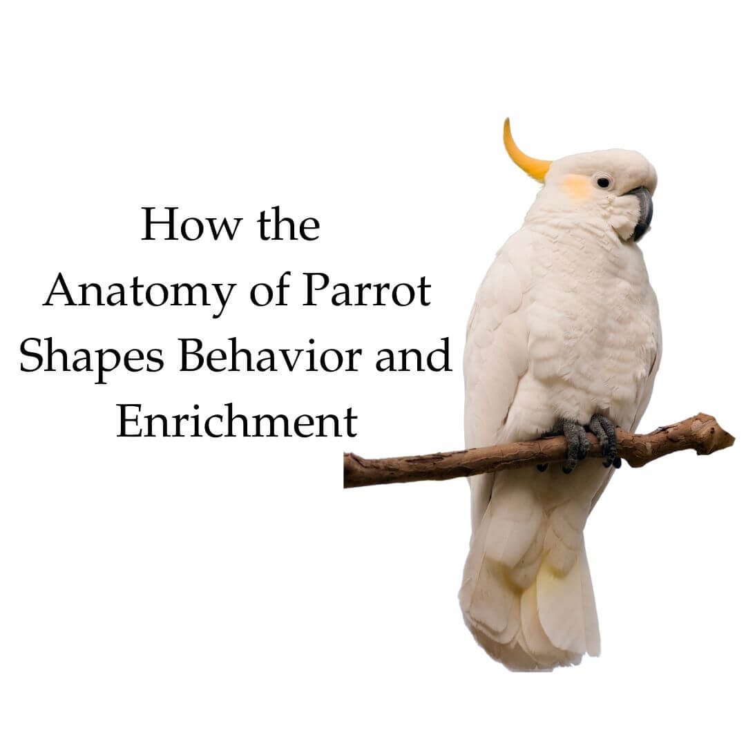 Anatomy of Parrot: Body, Mind& Enrichment – PDS Parrot Shop