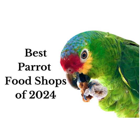 best parrot food for 2023  Red lord amazon eating carrot on the cover of best parrot food of 2023