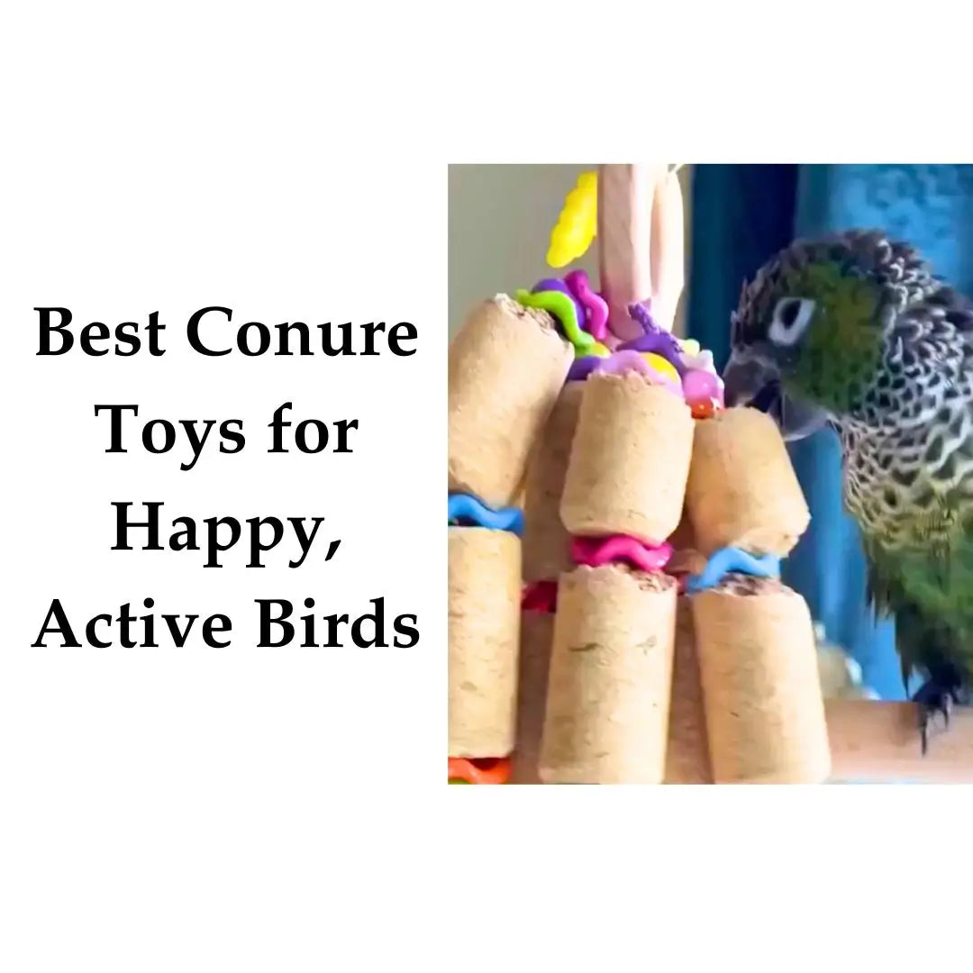 Best Conure Toys for Happy, Active Birds