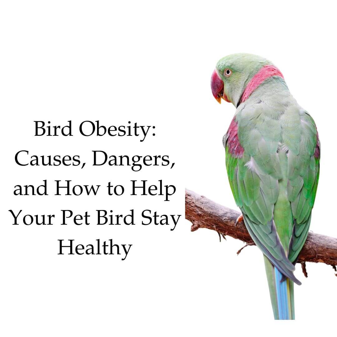 Bird Obesity