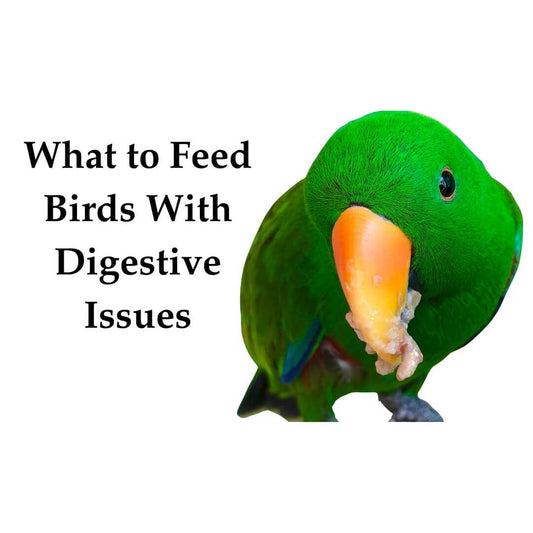 Bird Food Eating