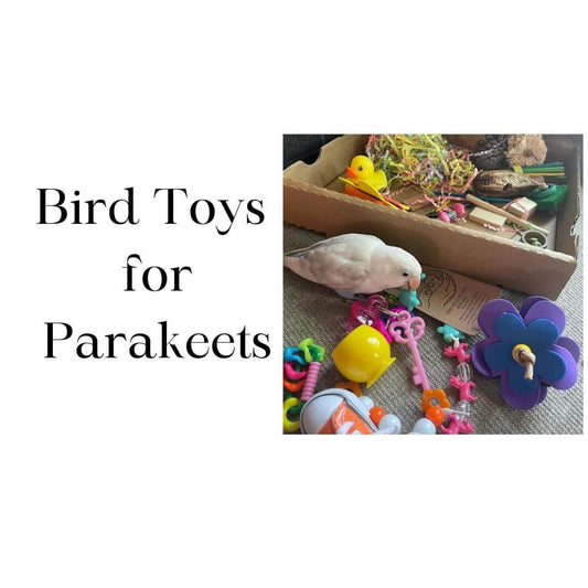 Bird Toys for Parakeets: Safe & Fun Options for Your Bird's Enrichment