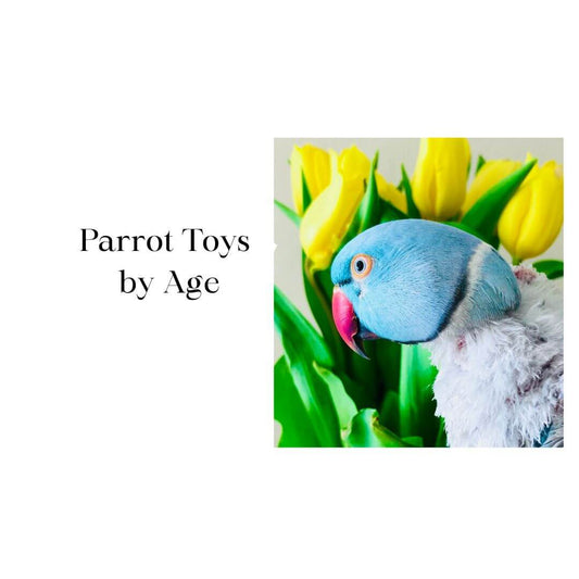Parrot Toys by Age