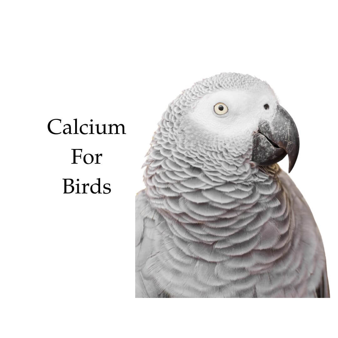Calcium for birds