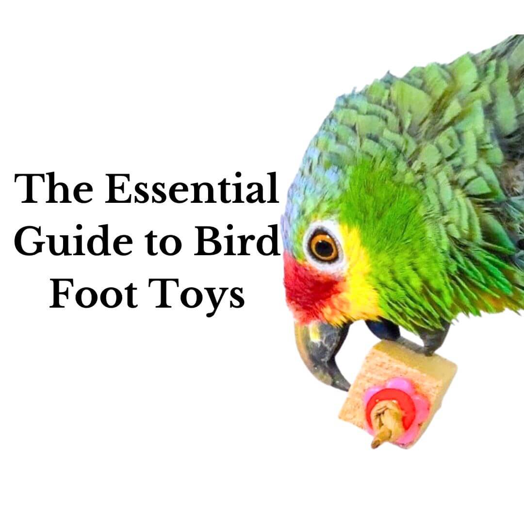 bird foot toys