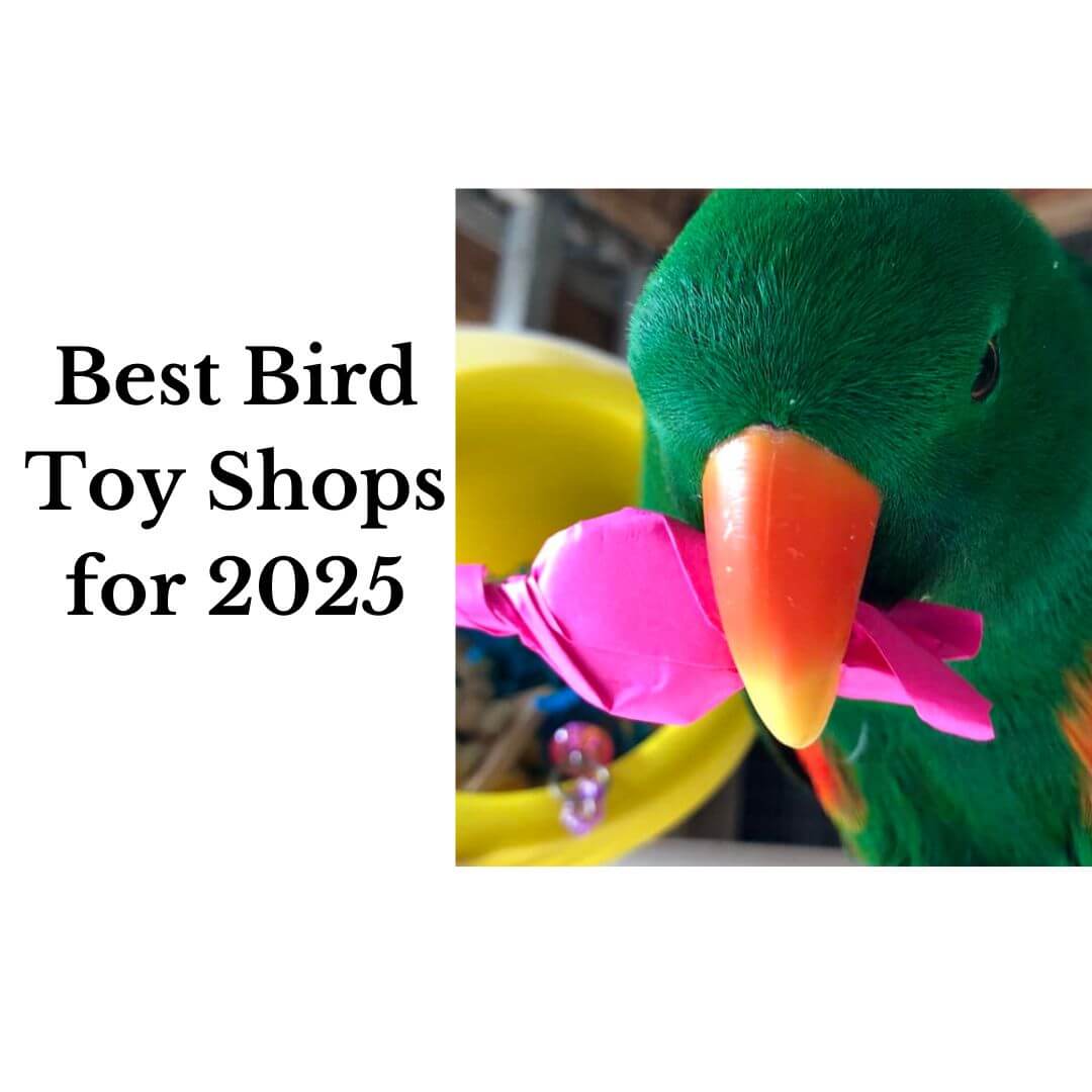 best bird toy shops of 2025