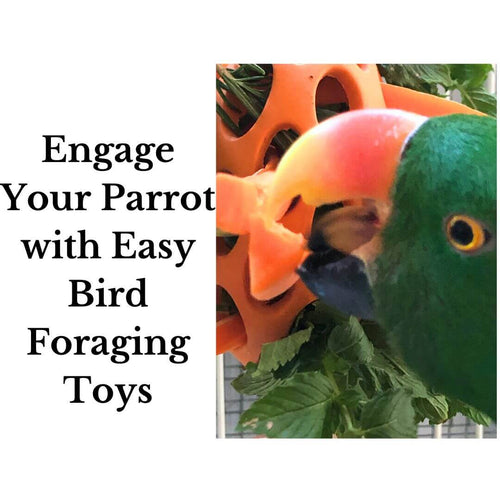 Engage Your Parrot with Easy Foraging Activity