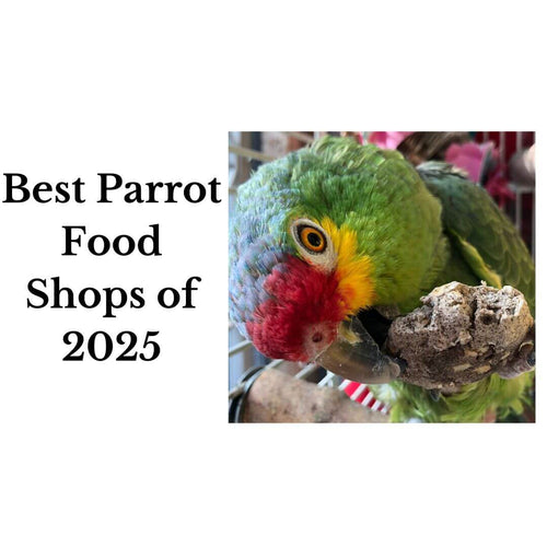 best bird toys of 2025