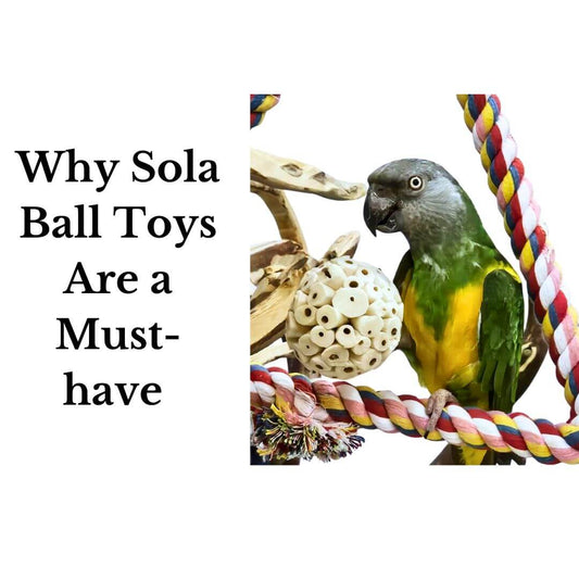 Why Sola Ball Toys Are a Must-Have for Your Pet Bird’s Playtime