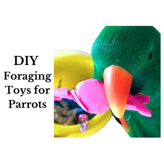 DIY Foraging Toys for Parrots