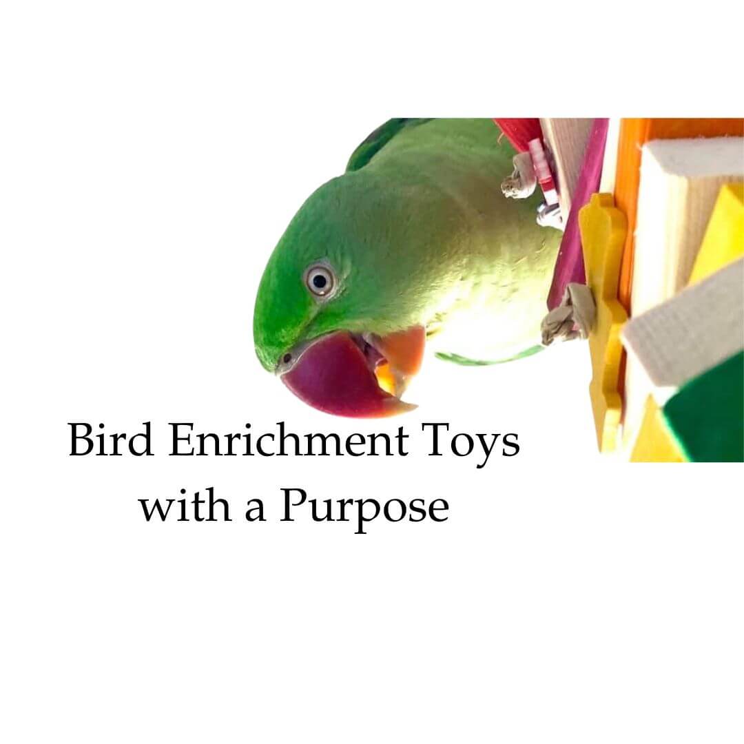 Bird Enrichment Toys 