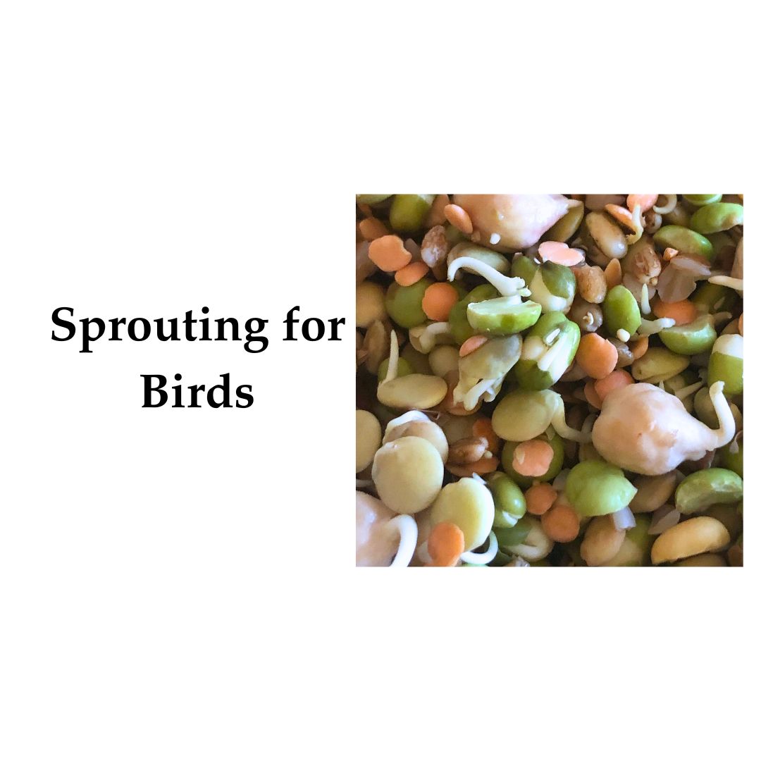 Sprouting for Birds