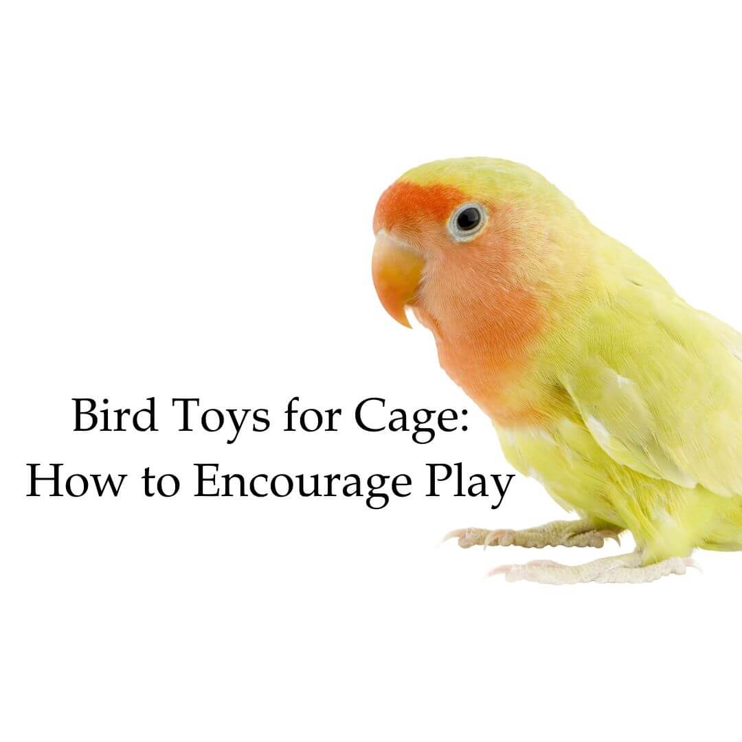 Bird toys for cage