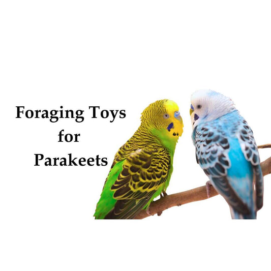 Foraging Toys for Parakeets