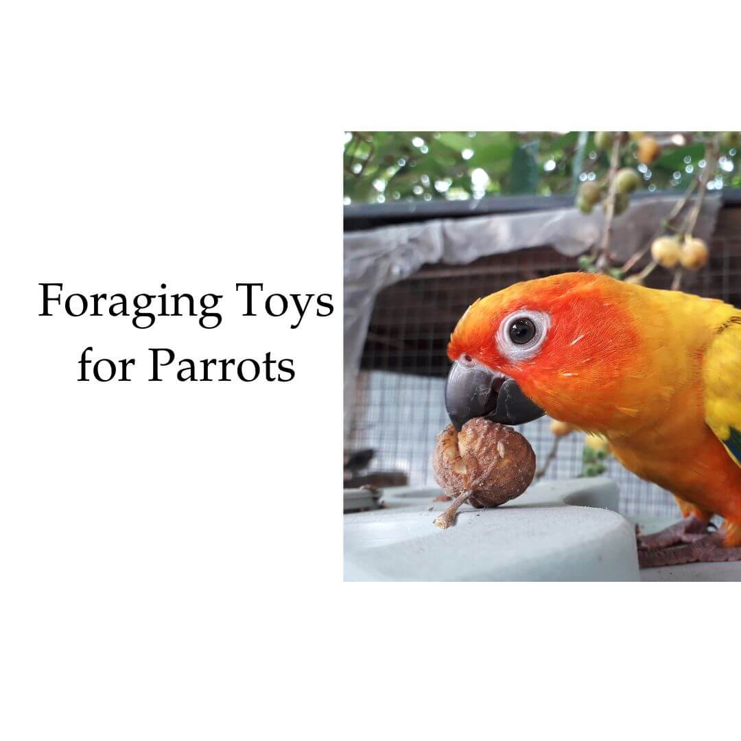 Foraging Toys for Parrots