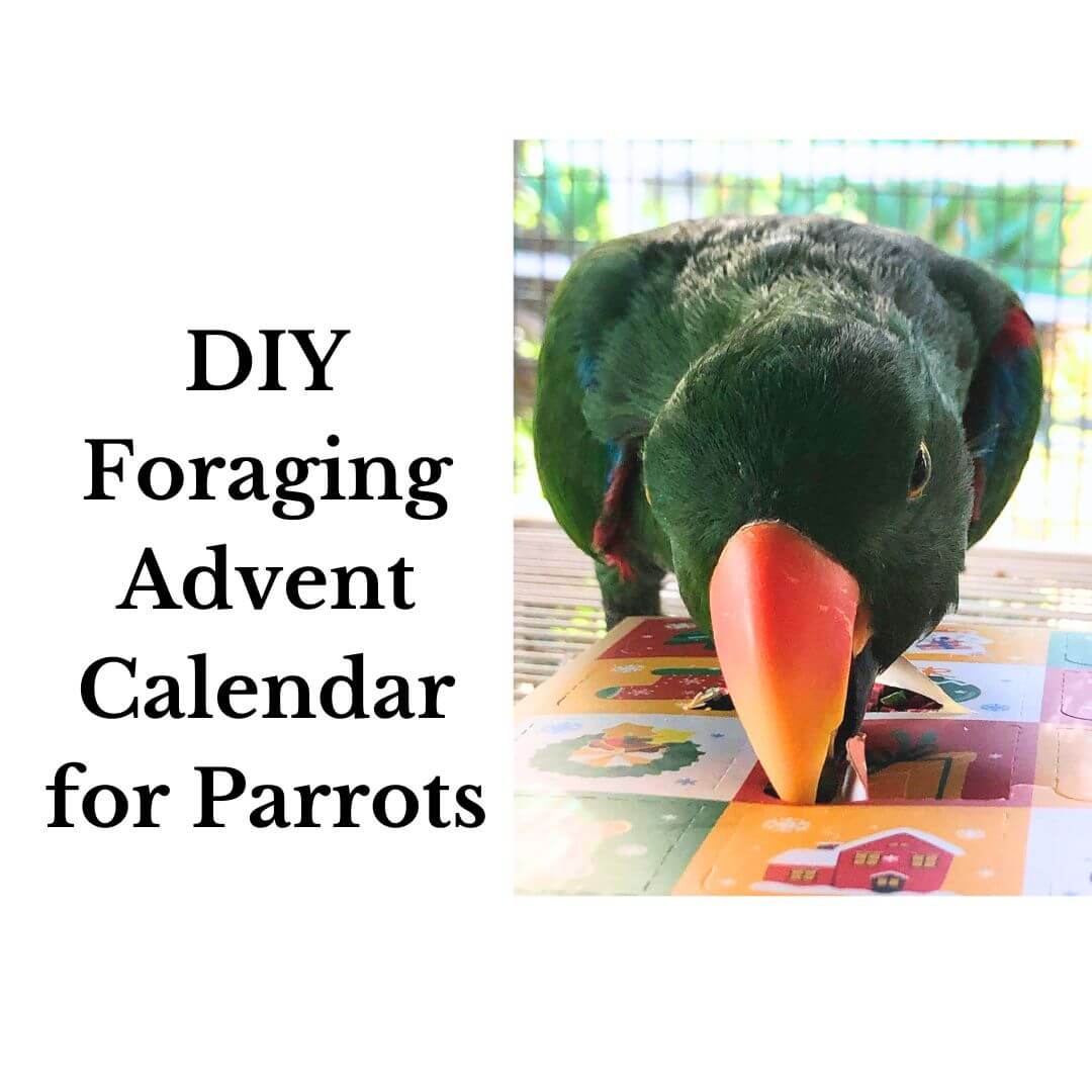 DIY Foraging Advent Calendar for Parrots: Fun & Festive Christmas Enrichment