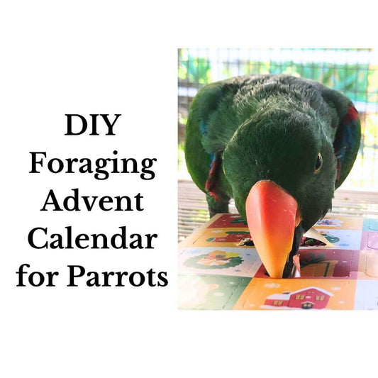 DIY Foraging Advent Calendar for Parrots