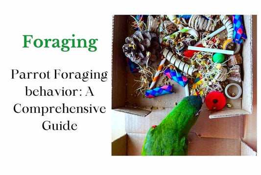 Parrot Foraging Behavior
