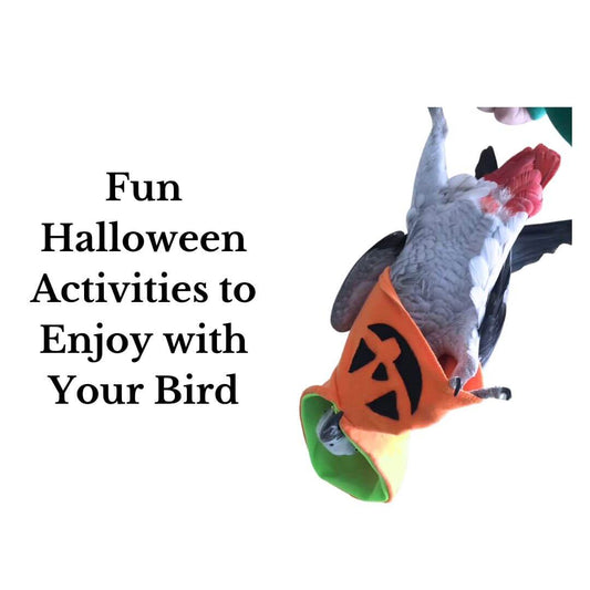 Fun Halloween Activities to Enjoy with Your Bird