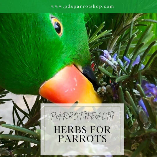 Eclectus parrot eating rosemary