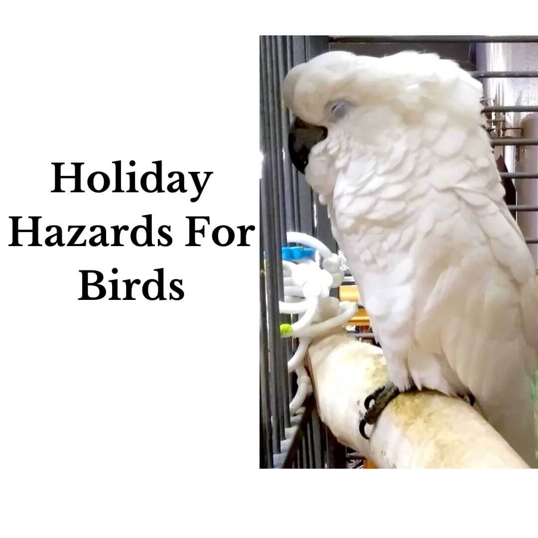 holiday hazards. keeping your pet bird safe