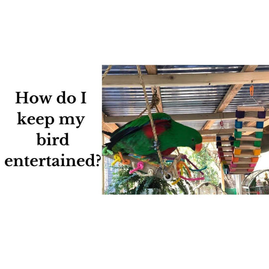 How do I keep my bird entertained?