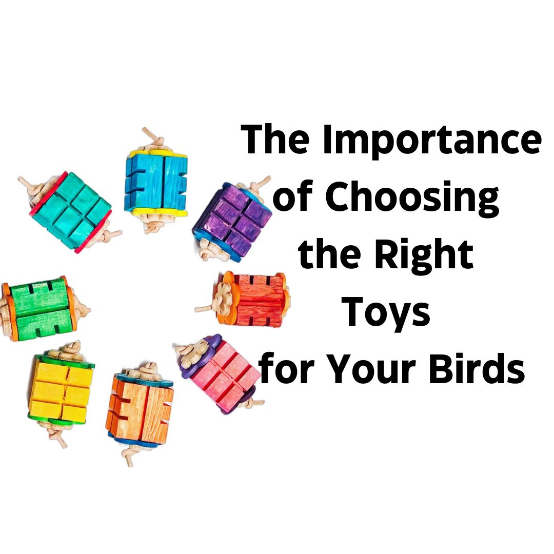  Choosing the Right Toys for Your Birds
